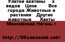 Улитки ахатины  2-х видов › Цена ­ 0 - Все города Животные и растения » Другие животные   . Ханты-Мансийский,Нягань г.